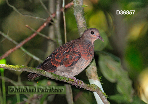 Ruddy Quail-Dove (Geotrygon montana)